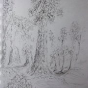 Langley_park_tree_no