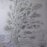 Langley_park_tree_no