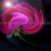 Arte_digital_rosa_de_galicia_con_sello_card