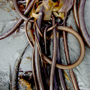 Kelp_yes_5_copy_card