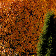 Autumn_card