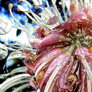 Inner_flower_card