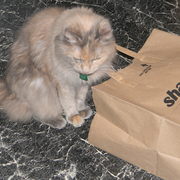 Gloryandthebag_card