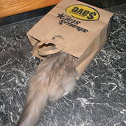 Gloryhalfinthebag_card