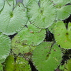 Lily_pad_plethora_thumb