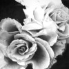 Pencil_rose_thumb