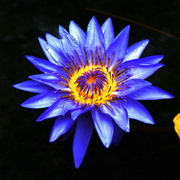 _____card