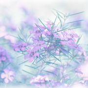 Img_8013a_card