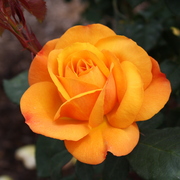 Img_3981_card