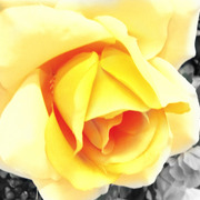 Img_0922flower_card