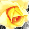 Img_0922flower_thumb
