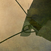 Bow_reflection_p8132506_2010_thumb