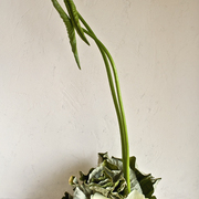 Ikebana-216_card