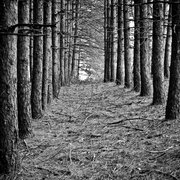 Magic_forest_6_by_jfdupuis_card