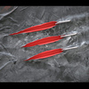 Raptor_thumb