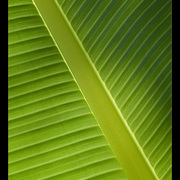 Obliqual_green_by_del7im_card