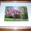 Pink_tree_fence_thumb