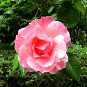 Rose_single_best_card