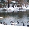 Ducks_best_thumb