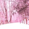 Pink_snow_scene_thumb