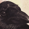 Aceo_raven_2_pensive_watermarked_thumb