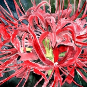 Red-flowers-painting_card