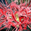 Red-flowers-painting_thumb
