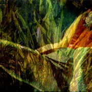 Dance_of_the_reeds_card