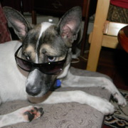 Junoglasses_card