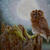 Nightbird2_thumb