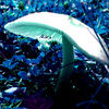 Bluemushroom_thumb