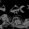 Fish1_thumb