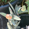 Cluster4a_thumb