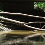 Bridgebranchs_card