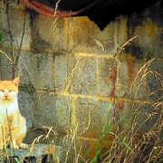 Kitty_card