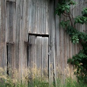 Barnvines_card