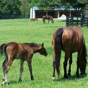 May_23_2010_momma___baby_in_shelbyville__ky_card