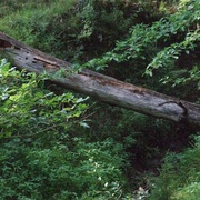 Logwoods_card