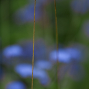 September_meadow_card