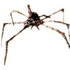 Grand_aragnée_70x100x80_thumb