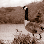 Goosedb08t_card