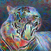 Tigercolor5-lite_card