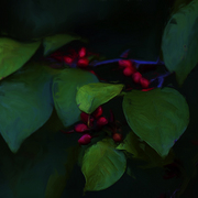 Autumn_berries_card