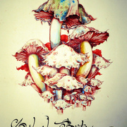 Tony_bolero-psilosibe_botrox-tinta_china_y_acuarela_card