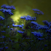 Blue_september_card