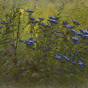 September_morning_card