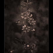 The_last_aster_card
