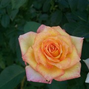 August_1_2010_sunday_051_card