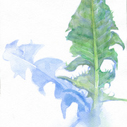 2007-dandelion-foliage3mb_card