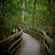 Congaree_boardwalk_1_card
